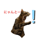 キジトラ直太朗 vol.1（個別スタンプ：13）