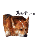 コーギー犬のクロ（個別スタンプ：1）