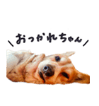 コーギー犬のクロ（個別スタンプ：2）