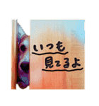 コーギー犬のクロ（個別スタンプ：3）