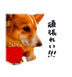 コーギー犬のクロ（個別スタンプ：4）