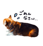 コーギー犬のクロ（個別スタンプ：5）