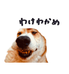 コーギー犬のクロ（個別スタンプ：6）