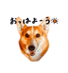 コーギー犬のクロ（個別スタンプ：7）