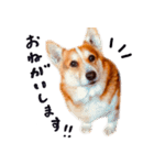 コーギー犬のクロ（個別スタンプ：8）