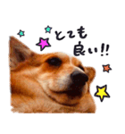 コーギー犬のクロ（個別スタンプ：9）
