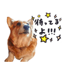 コーギー犬のクロ（個別スタンプ：10）