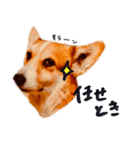 コーギー犬のクロ（個別スタンプ：12）