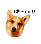コーギー犬のクロ（個別スタンプ：13）