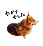 コーギー犬のクロ（個別スタンプ：14）