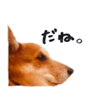 コーギー犬のクロ（個別スタンプ：15）