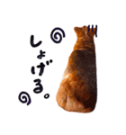 コーギー犬のクロ（個別スタンプ：16）