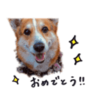コーギー犬のクロ（個別スタンプ：17）