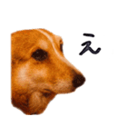 コーギー犬のクロ（個別スタンプ：18）