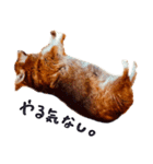 コーギー犬のクロ（個別スタンプ：19）