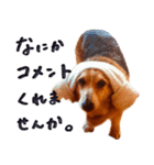コーギー犬のクロ（個別スタンプ：20）