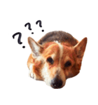 コーギー犬のクロ（個別スタンプ：21）