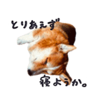 コーギー犬のクロ（個別スタンプ：22）