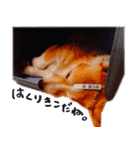 コーギー犬のクロ（個別スタンプ：23）