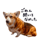コーギー犬のクロ（個別スタンプ：24）