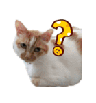 くるみと愉快な仲間猫（個別スタンプ：1）