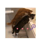 くるみと愉快な仲間猫（個別スタンプ：2）