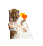 くるみと愉快な仲間猫（個別スタンプ：3）
