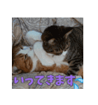 くるみと愉快な仲間猫（個別スタンプ：4）