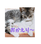 くるみと愉快な仲間猫（個別スタンプ：6）