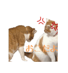 くるみと愉快な仲間猫（個別スタンプ：7）