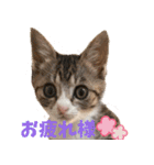 くるみと愉快な仲間猫（個別スタンプ：8）