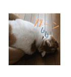 くるみと愉快な仲間猫（個別スタンプ：11）