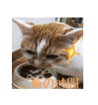 くるみと愉快な仲間猫（個別スタンプ：12）