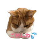 くるみと愉快な仲間猫（個別スタンプ：13）