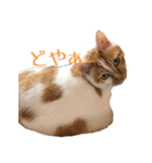 くるみと愉快な仲間猫（個別スタンプ：14）