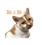 くるみと愉快な仲間猫（個別スタンプ：15）