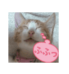 くるみと愉快な仲間猫（個別スタンプ：16）
