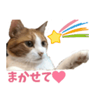 くるみと愉快な仲間猫（個別スタンプ：17）