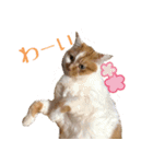くるみと愉快な仲間猫（個別スタンプ：18）