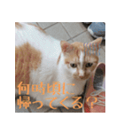 くるみと愉快な仲間猫（個別スタンプ：19）