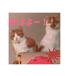 くるみと愉快な仲間猫（個別スタンプ：22）