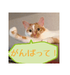 くるみと愉快な仲間猫（個別スタンプ：23）