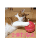 くるみと愉快な仲間猫（個別スタンプ：24）