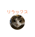 シロのスタンプs（個別スタンプ：1）