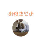 シロのスタンプs（個別スタンプ：2）