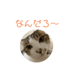 シロのスタンプs（個別スタンプ：3）