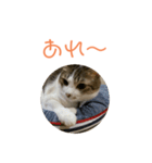 シロのスタンプs（個別スタンプ：4）