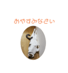 シロのスタンプs（個別スタンプ：5）