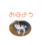 シロのスタンプs（個別スタンプ：6）