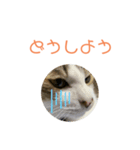 シロのスタンプs（個別スタンプ：7）